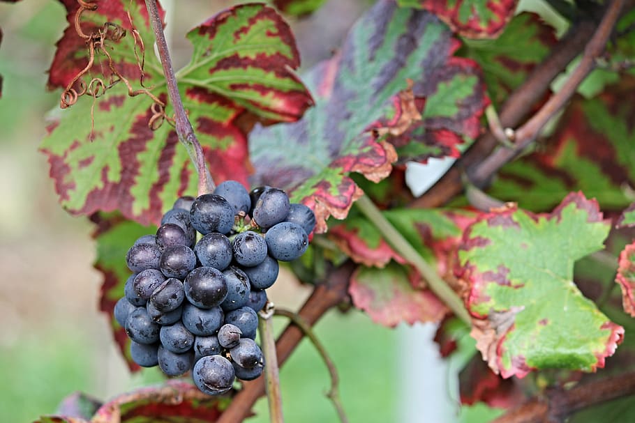bunch of grapes, vine, autumn, read, grapevine, winegrowing, fruit