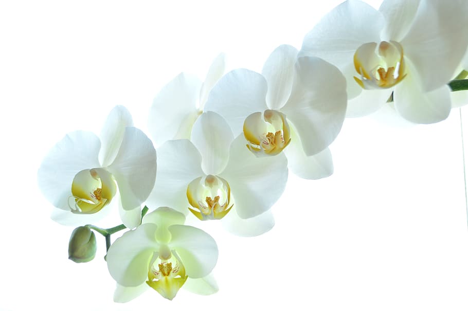 white flowers, orchid, plant, flowering plant, beauty in nature HD wallpaper