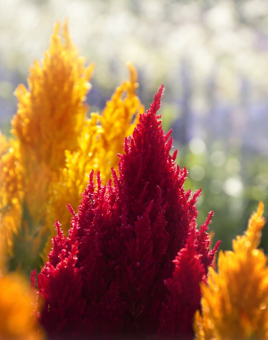 celosia, cockscomb, blossom, bloom, nature, flower, plant, yellow HD wallpaper
