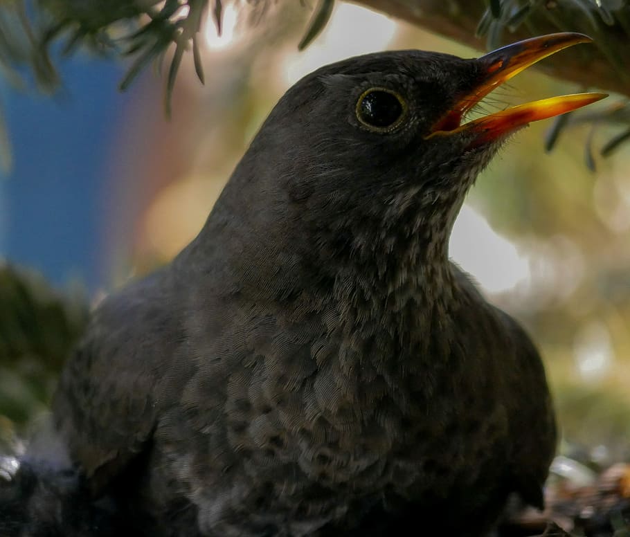 selective focus photo of black long-beaked bird, animals, nature, HD wallpaper