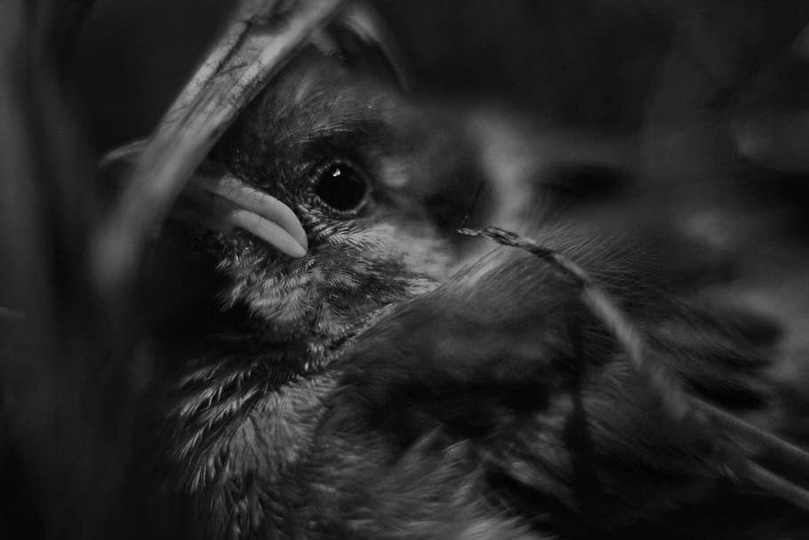 grayscale photo of bird, grayscale photography of bird, macro HD wallpaper
