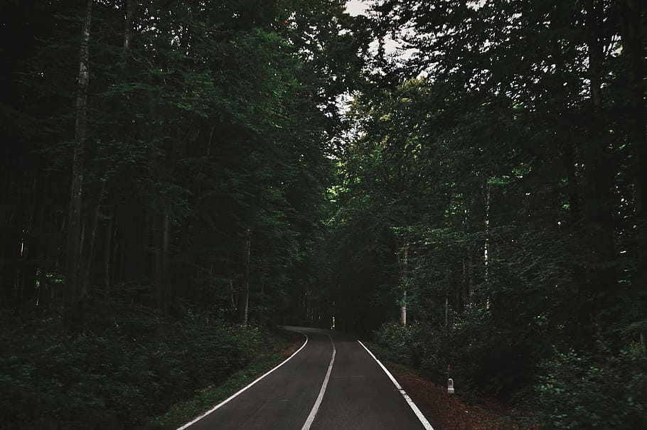 empty road between forest trees, asphalt road between green trees during daytime, HD wallpaper
