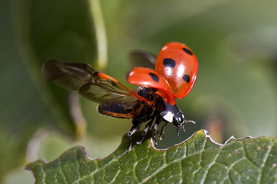 red and black ladybug during daytime, flight, beetle, insect HD wallpaper