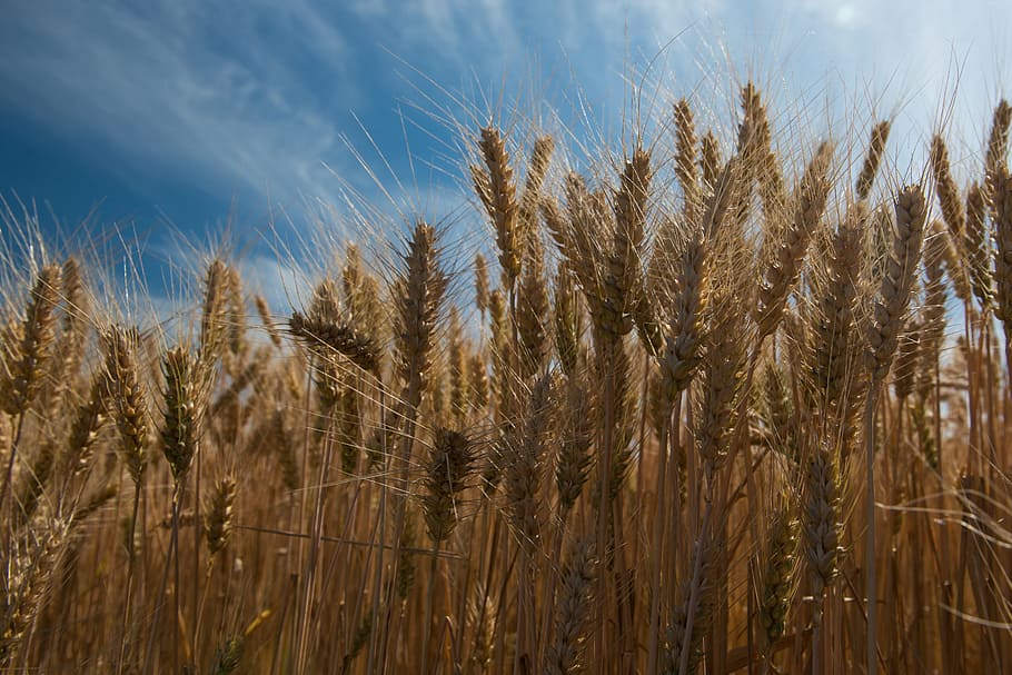 Wheat, Ears, Food, Feed, summer, the sky, the production of grain HD wallpaper