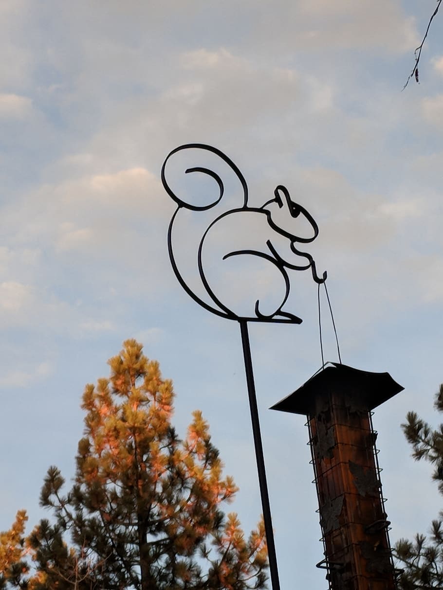 sky, nature, tree, bird feeder, squirrel, low angle view, cloud - sky HD wallpaper