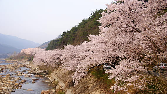 klitschko, whether or not, tree, plant, mountain, beauty in nature HD wallpaper