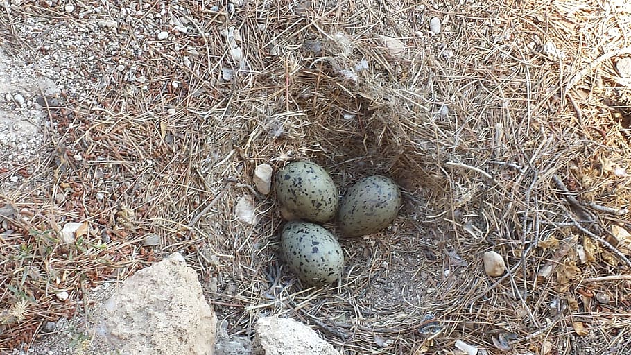 moeveneier, bird eggs, nest, animal egg, nature, high angle view HD wallpaper