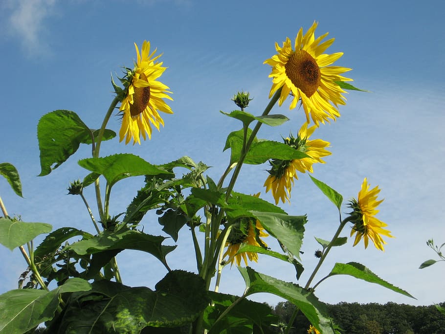 sunflowers, giverny, monet's garden, plant, growth, flowering plant