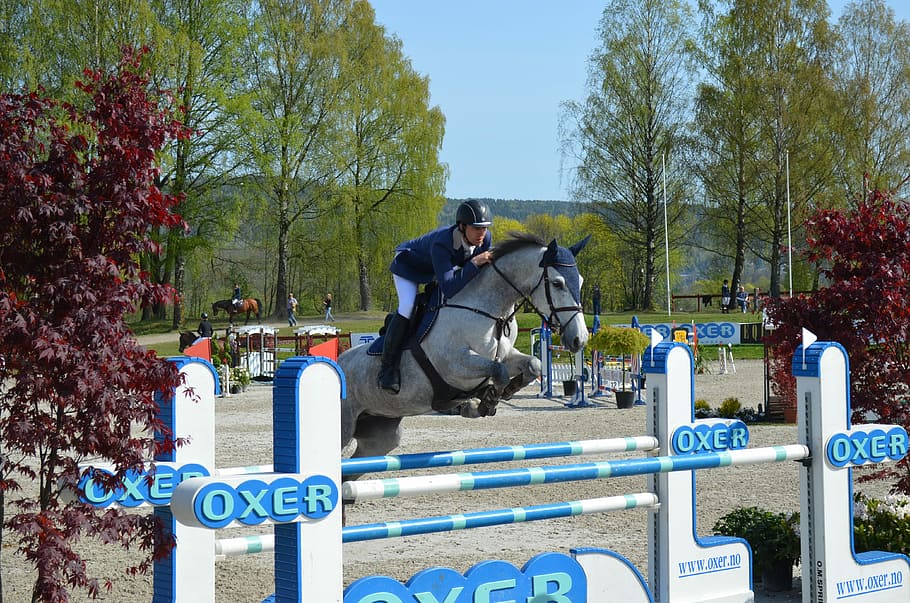 showjumping, showjumper, equestrian, sport, competition, horse