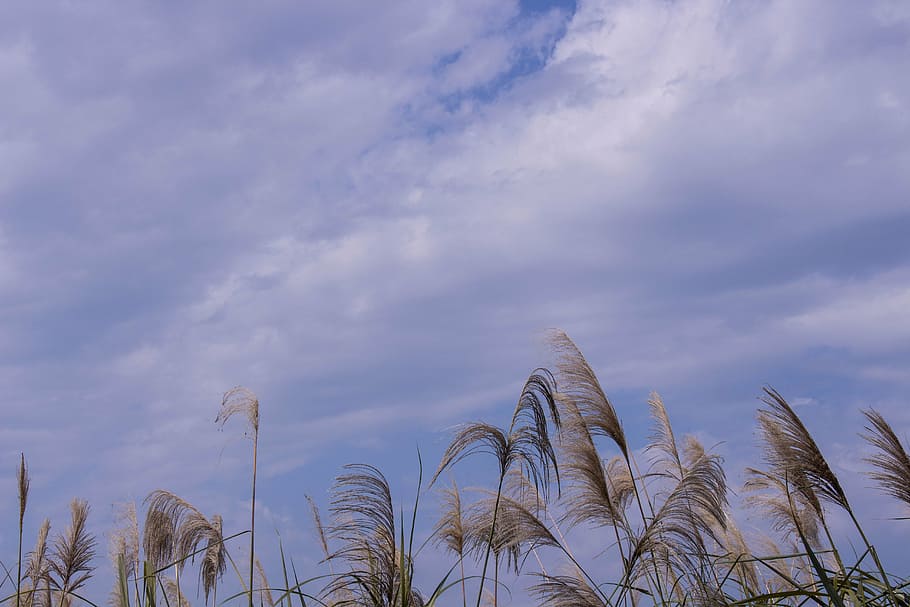 reed, sky, cloud, the scenery, cloud - sky, plant, growth, beauty in nature HD wallpaper