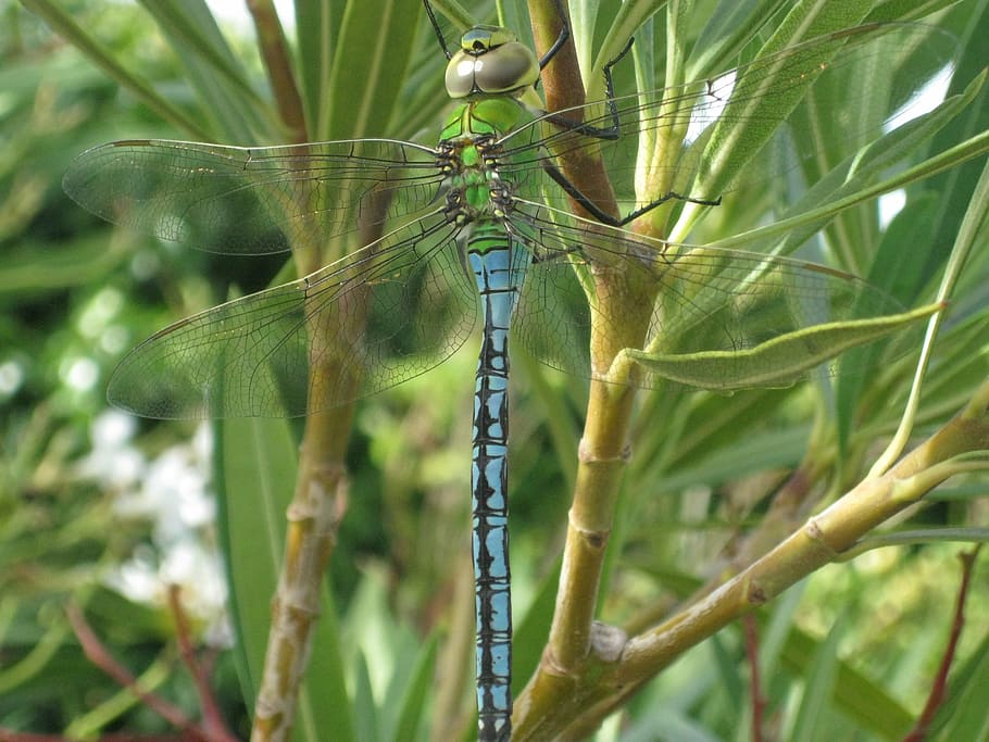 nature, insect, dragonfly, animal, wildlife, summer, close-up HD wallpaper
