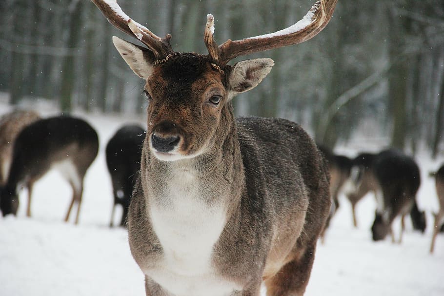 forest, wild, deer, hirsch, wildlife park, running, antler HD wallpaper