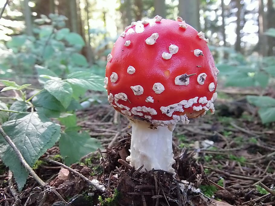 fly agaric, forest, red, nature, forest floor, red fly agaric mushroom HD wallpaper