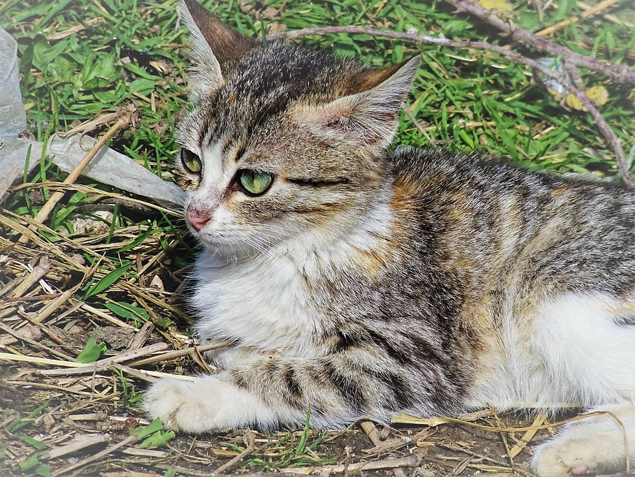kitten, cat, look, cats, beautiful cats, pets, animals, domestic cat HD wallpaper