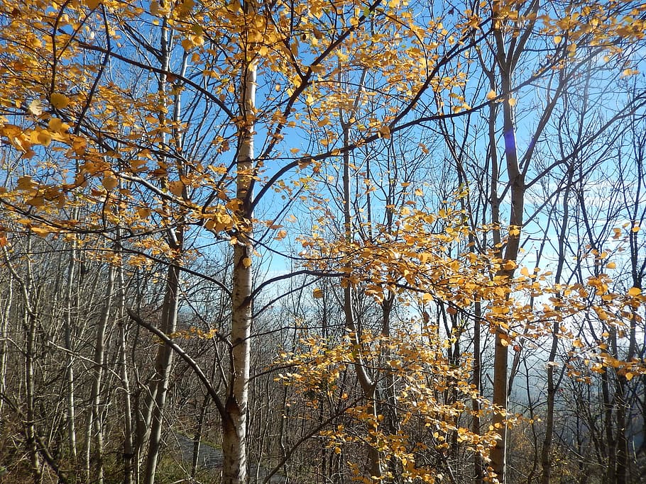 Birch, Fall, Field, Nature, Forest, tree, autumn, branch, outdoors HD wallpaper