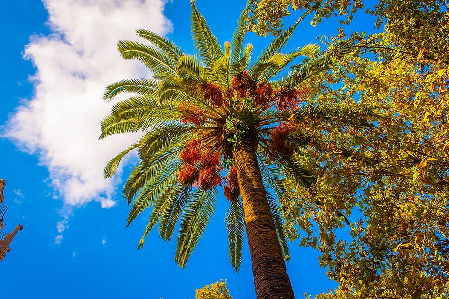 Brown and Green Palm Tree, bloom, blooming, blossom, branches HD wallpaper