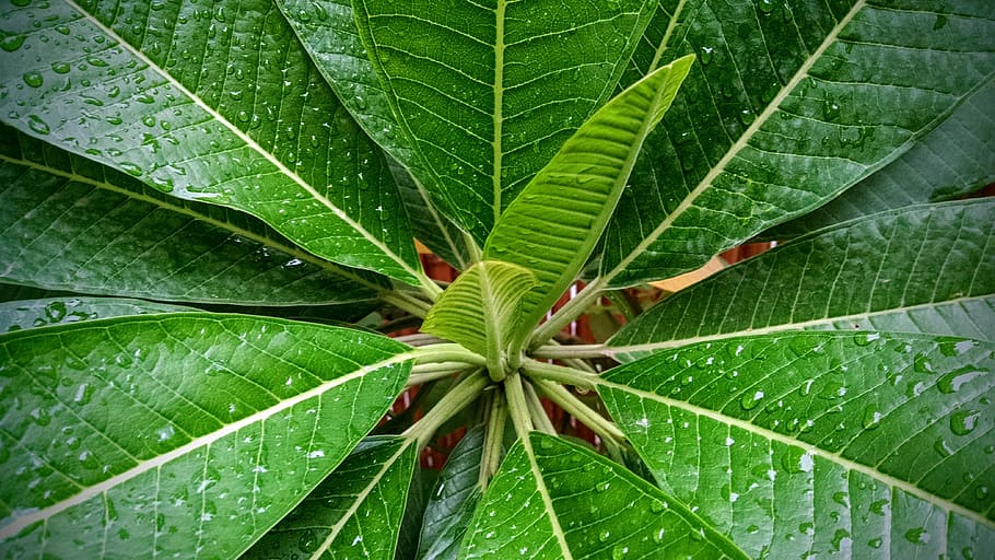 Leaf, Rain Drop, Water, after rain, nature, green, garden, plant HD wallpaper