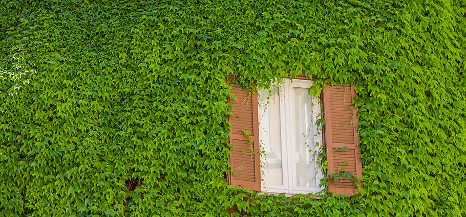 rome, window, green, plants, street, architecture, ancient rome HD wallpaper