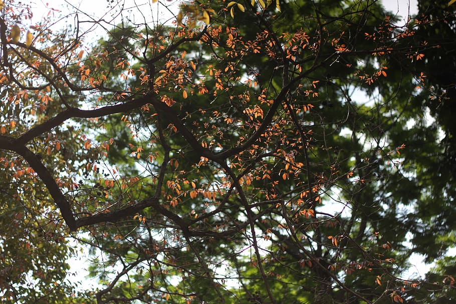 tree, green, old, nature, summer, natural, spring, forest, sky HD wallpaper
