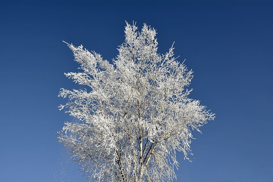 low angle photo of snow covered tree, crown, winter, wintry HD wallpaper