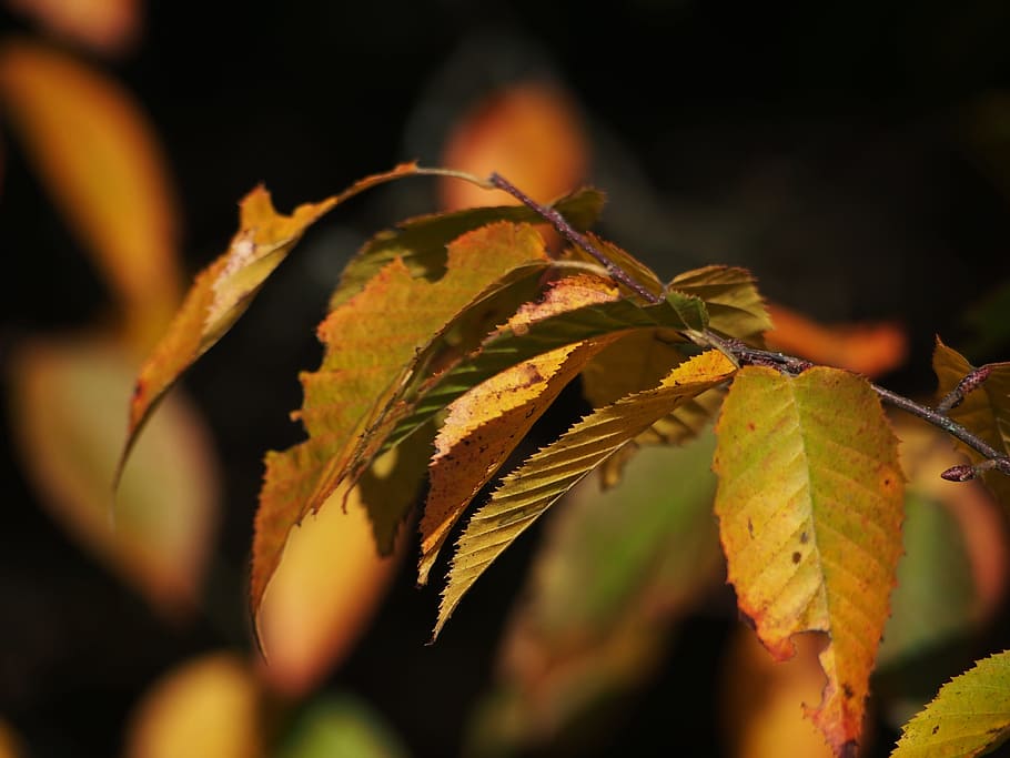 Leaves, Leaf, Tree, Fall Foliage, green, plant, autumn, colorful HD wallpaper