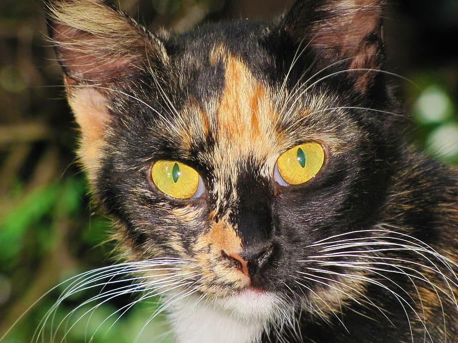 close-up photo of tortoiseshell cat, Portrait, Face, Animal, Feline