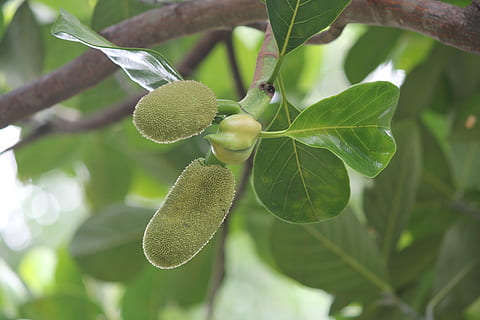 jackfruit, growth, leaf, food, plant part, food and drink, green color HD wallpaper