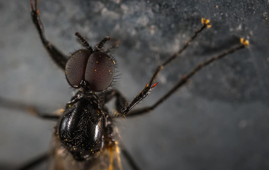 insect, fly, facet, macro, invertebrate, close-up, animal themes HD wallpaper