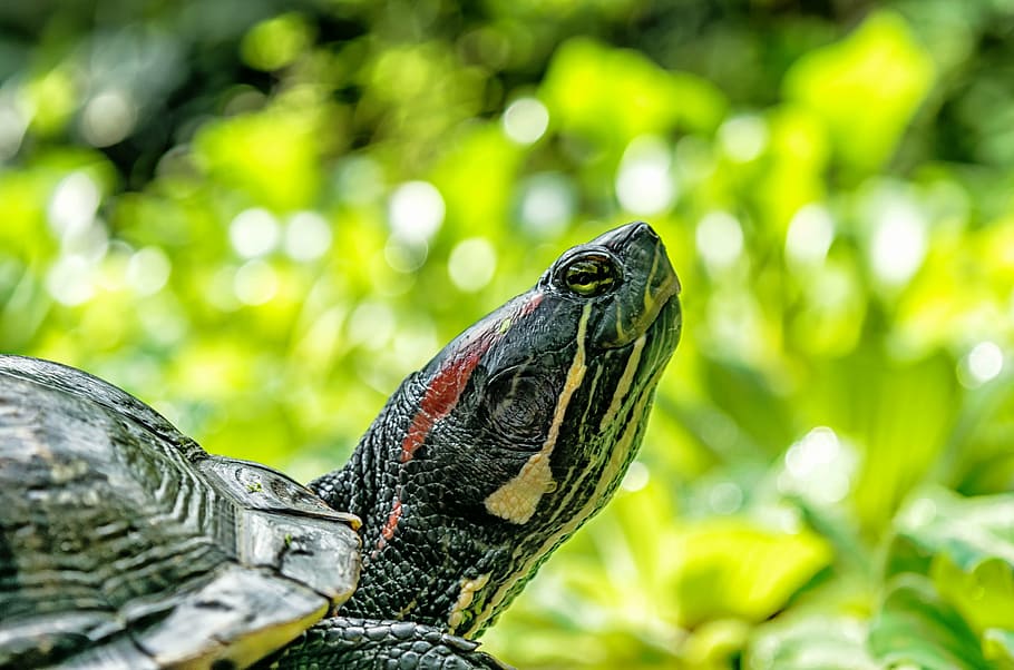 turtle, water, water turtle, panzer, reptile, nature, pond HD wallpaper