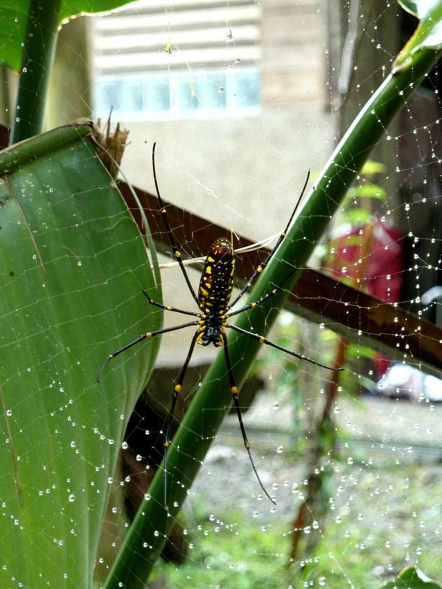 spider, spider hex, spider web, quentin chong, invertebrate HD wallpaper