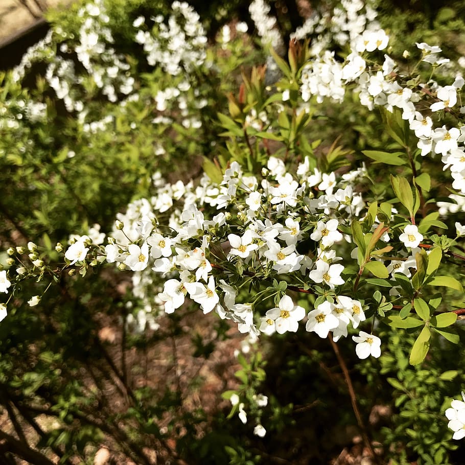 spring, park, flowers, flowering plant, growth, beauty in nature HD wallpaper