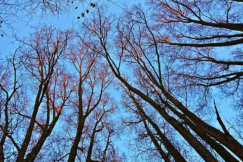 tree tops, tree trunks, branches, bare trees, winter trees HD wallpaper