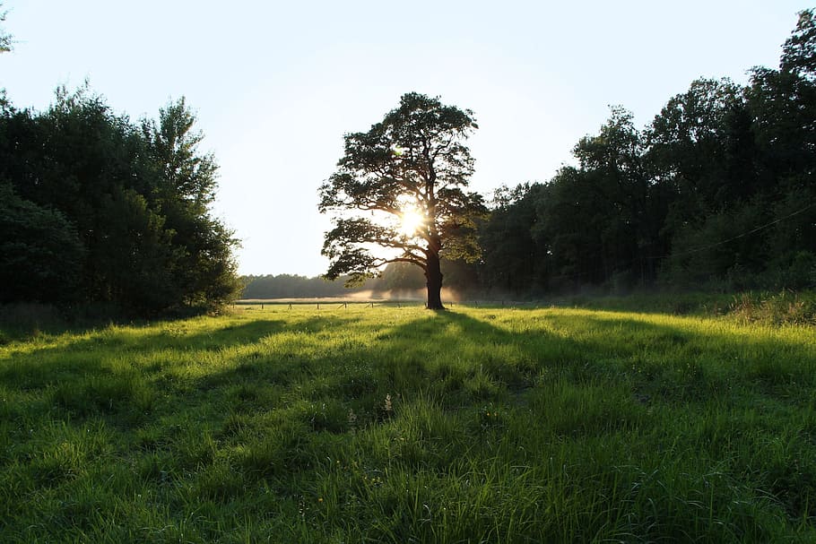 Oak, West, Light, Summer, polyana, tree, grass, nature, one person HD wallpaper