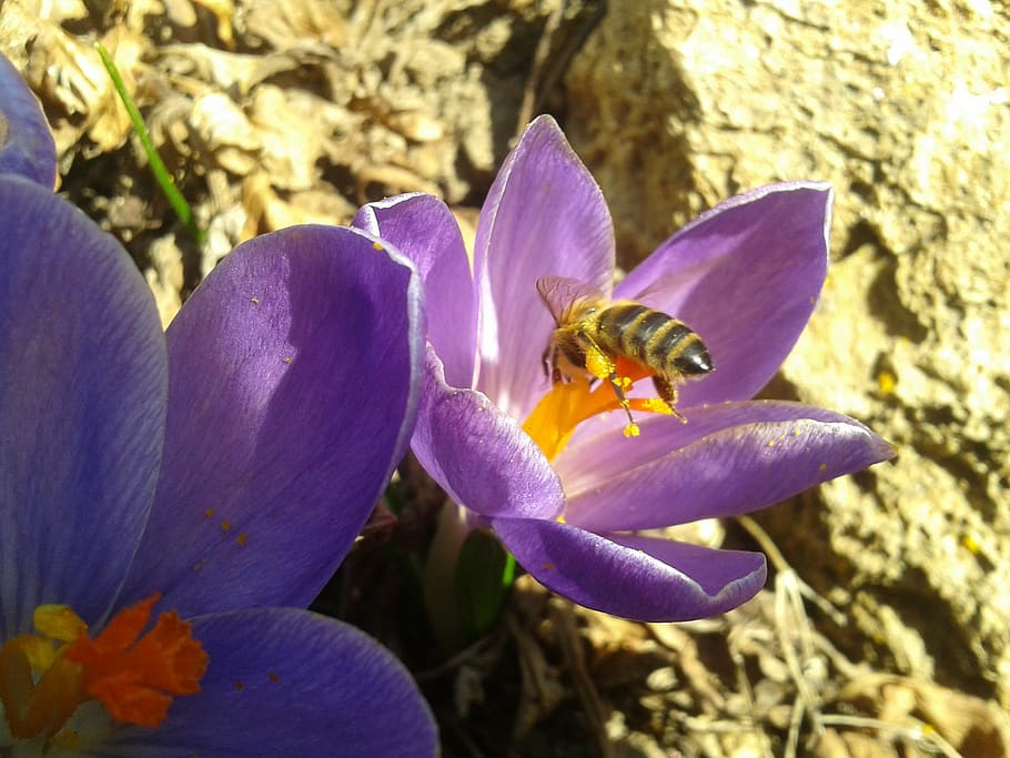 bee, flower, pollination, nature, purple, plant, crocus, petal HD wallpaper
