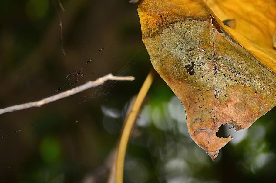 Leaf, Withered, Leaves, Green, Macro, nature, background, plant HD wallpaper