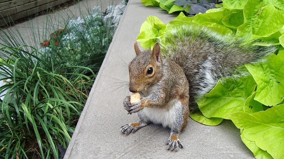 squirrel, eating, peanut, rodent, animal themes, mammal, animal wildlife HD wallpaper