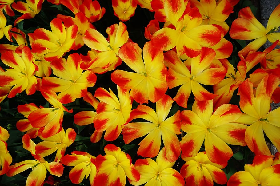 Holland, Netherlands, Flower, Garden, keukenhof, tulip, blossom, HD wallpaper