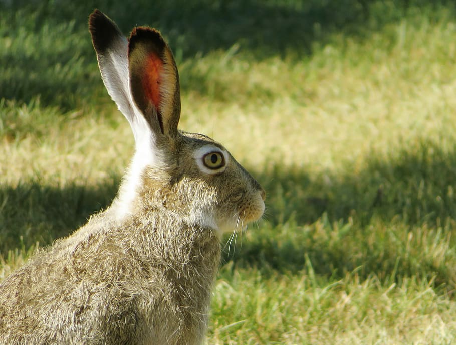 Animals rabbits bunny ears 1080P, 2K, 4K, 5K HD wallpapers free download.