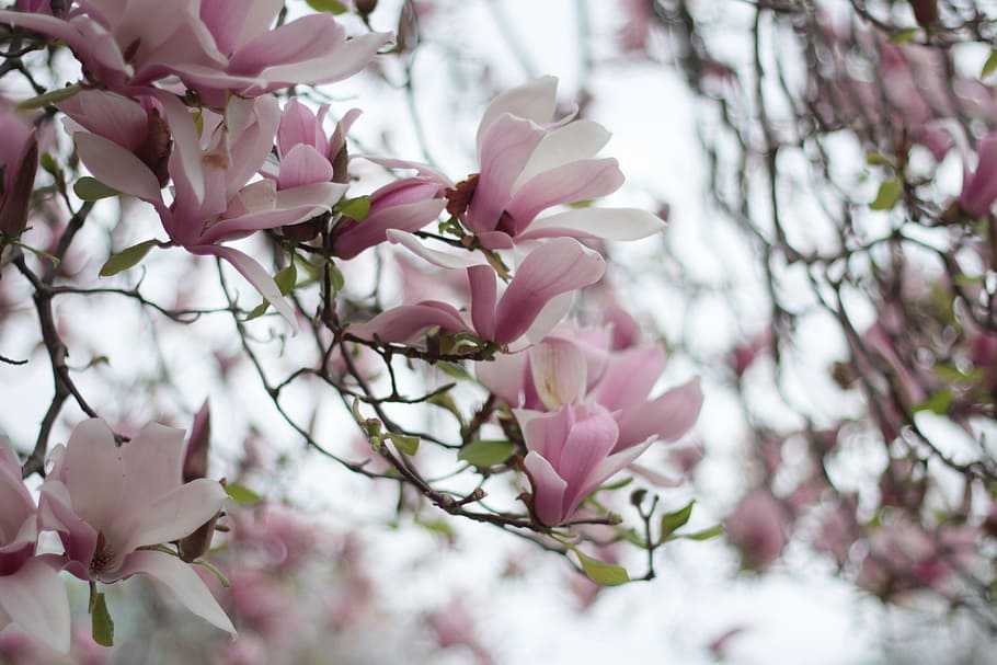 Flower, Garden, Summer, pink color, blossom, branch, fragility HD wallpaper