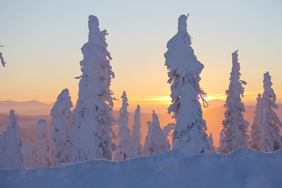 photo of snow covering trees, sunset, ice, alaska, snow covered HD wallpaper