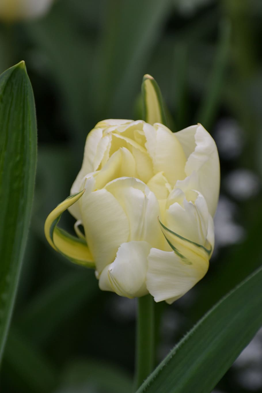 Tulip, White Flower, Spring, spring awakening, garden, blossom HD wallpaper