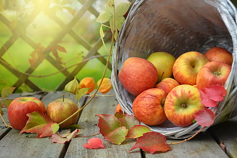 basket of apples, autumn, leaf, still life, nature, harvest HD wallpaper