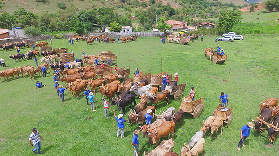 bois, oxen paths, drone, phanton, large group of people, crowd HD wallpaper