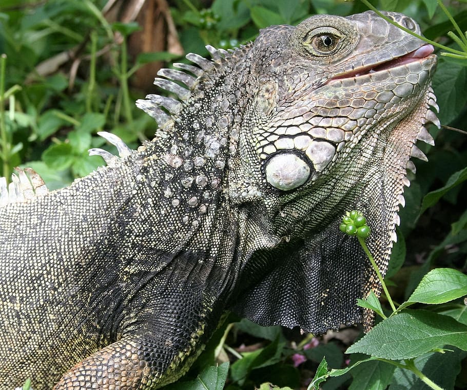reptile, iguana, lizard, animal, animal themes, animals in the wild HD wallpaper