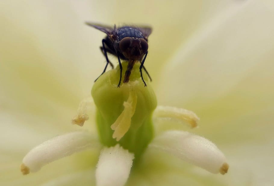 mucha, flower, nectar, nourishment, food, macro, nature, closeup HD wallpaper