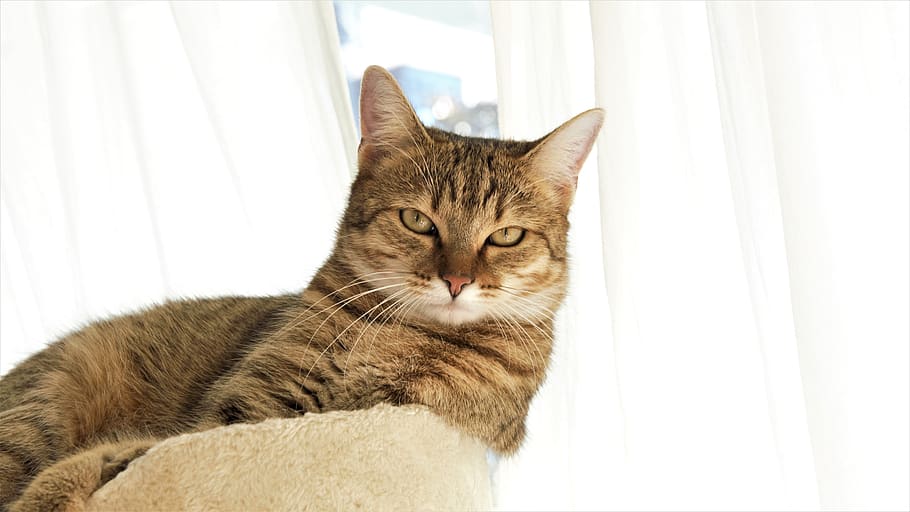 portrait, animals, micro, cat, pets, domestic, feline, domestic animals HD wallpaper