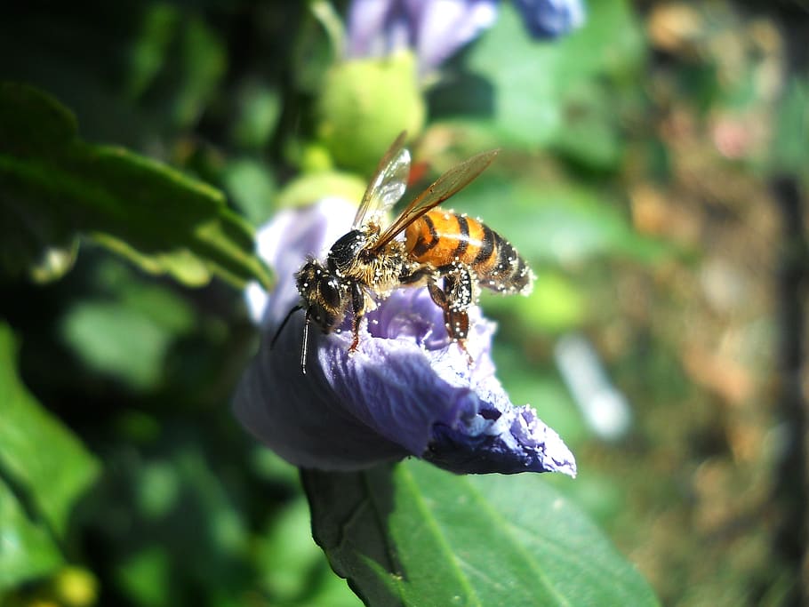 Bee, Pollen, Insecta, Nature, Flower, garden, mov, field, green HD wallpaper