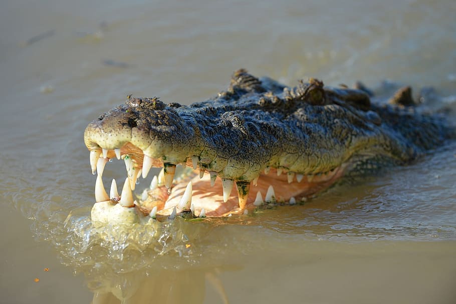 brown crocodile on river, reptile, animal, wildlife, mouth, head