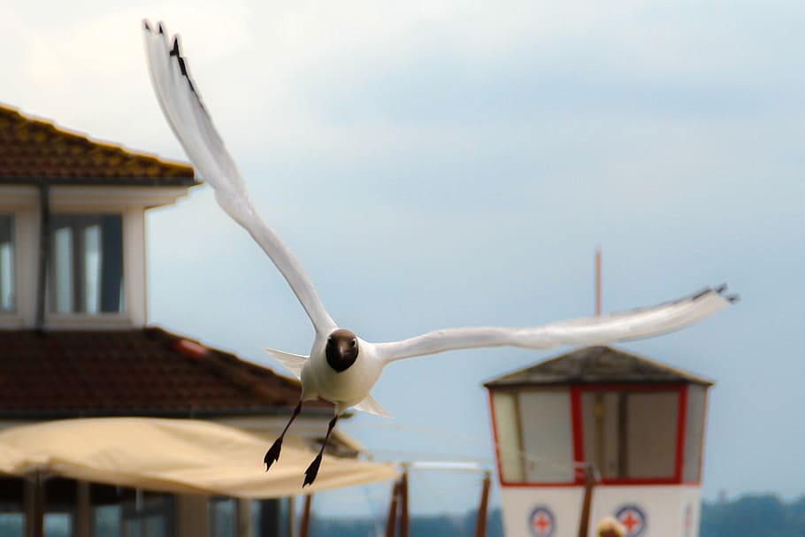 seagull, bird, wing, span, fly, bill, spring, creature, lighthouse HD wallpaper