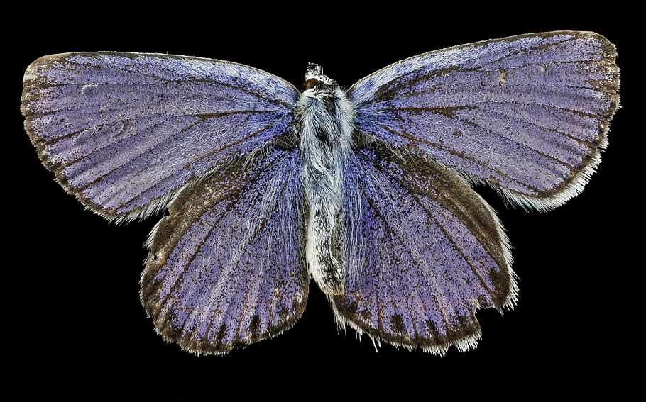 purple moth, butterfly, macro, mounted, karner blue, endangered HD wallpaper